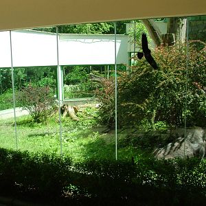 Gorilla outdoor exhibit at Zlin, 28/05/10