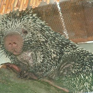 Prehensile-tailed Tree Porcupine at Zlin, 28/05/10