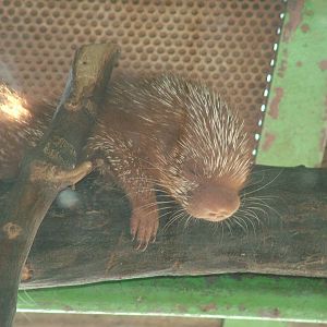 Young Prehensile-tailed Tree Porcupine at Zlin, 28/05/10