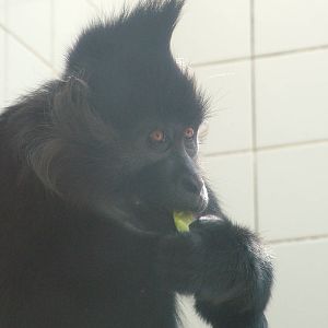 Black Mangabey at Zlin, 28/05/10