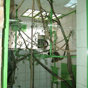 Spider Monkey indoor exhibit at Zlin, 28/05/10