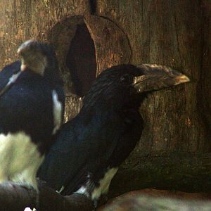 Piping Hornbills at Zlin, 28/05/10