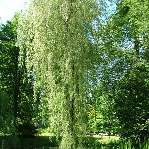 Lesser Flamingo exhibit at Zlin, 28/05/10