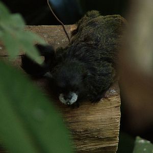 Graells' Tamarin at Zlin, 28/05/10