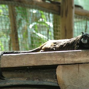 Graells' Tamarin at Zlin, 28/05/10