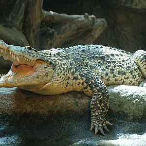 Cuban Crocodile at Zlin, 28/05/10