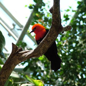 Scarlet-headed Blackbird at Zlin, 28/05/10