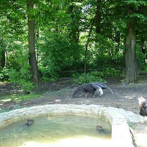 Mixed South American paddock at Zlin, 28/05/10