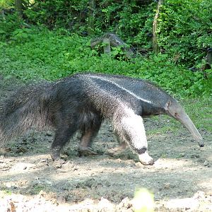 Giant Anteater at Zlin, 28/05/10