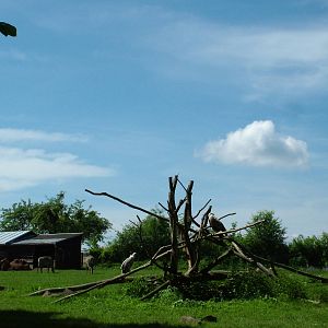 Asian paddock at Zlin, 28/05/10
