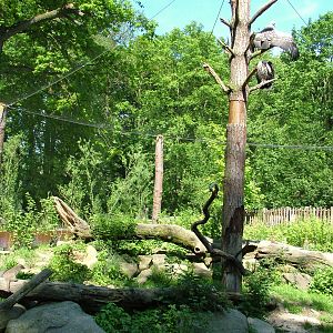 Vulture aviary at Zlin, 28/05/10