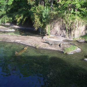 Animal Kingdom April 2005 - Crocodile Exhibit