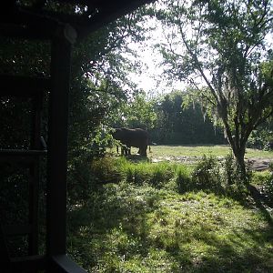 Animal Kingdom April 2005 - Elephant Exhibit
