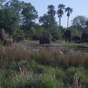 Animal Kingdom April 2005 - Elephant Exhibit