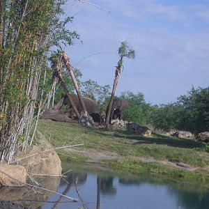 Animal Kingdom April 2005 - Elephant Exhibit