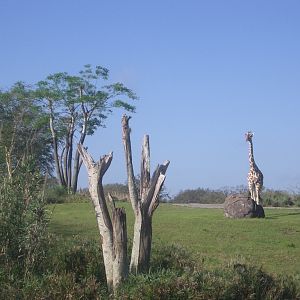 Animal Kingdom April 2005 - Giraffe Exhibit