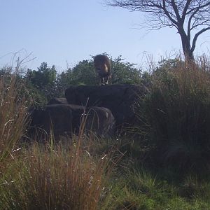 Animal Kingdom April 2005 - Lion Exhibit