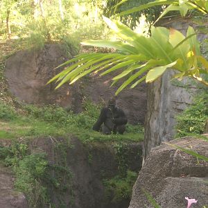 Animal Kingdom April 2005 - Gorilla Exhibit