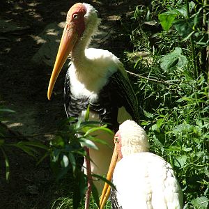 Yellow-billed Storks at Zlin, 28/05/10