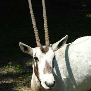 Arabian Oryx at Zlin, 28/05/10