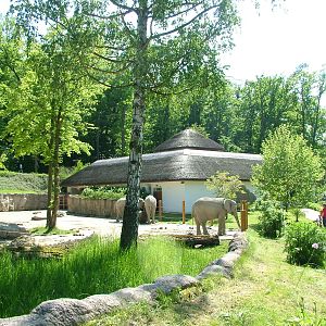Elephant paddock at Zlin, 28/05/10
