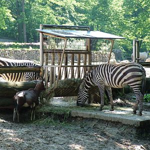 Maneless Zebras and Blesbok at Zlin, 28/05/10