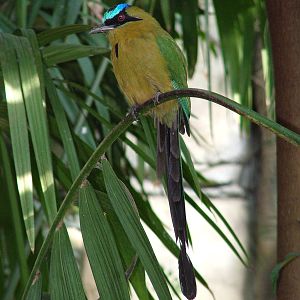 Blue-crowned Motmot at Zlin, 28/05/10