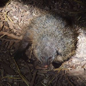 Gambian Mongoose at Zlin, 28/05/10