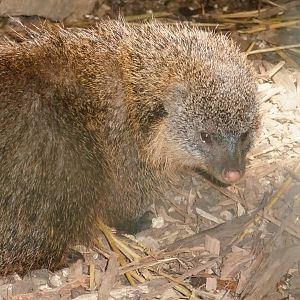Gambian Mongoose at Zlin, 28/05/10