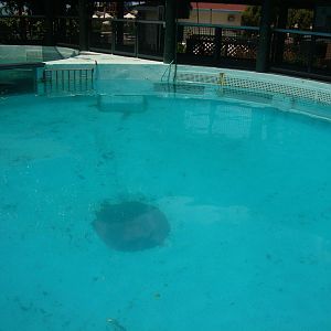 Manatee pools