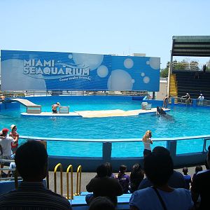 Killer Whale and Pacific white-sided dolphins stadium