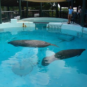 Manatee pools
