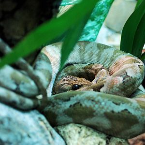 Amazon Tree Boa
