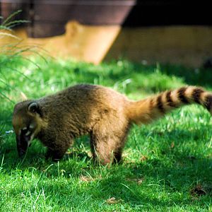 Coati