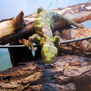 Prehensile Tailed Skink