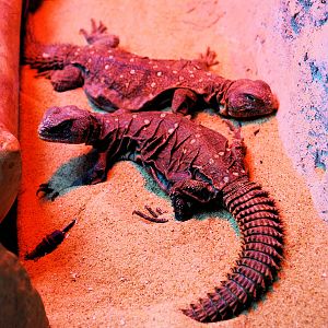 Smooth Eared Spiny Tailed Lizard