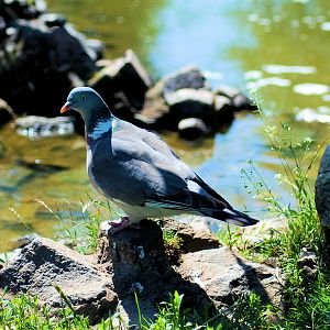 Wood Pigeon