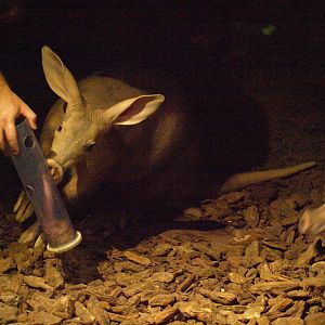 Enrichment for aardvarks