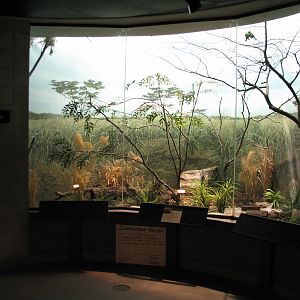 Bird House - Island Grove Exhibit