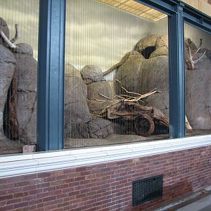 Lion House - Serval Exhibit