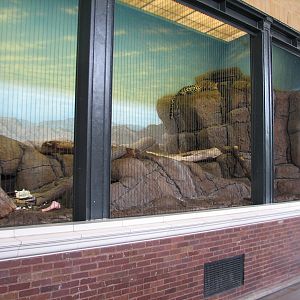 Lion House - Amur Leopard Exhibit