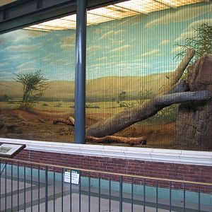 Lion House - African Lion Bedroom