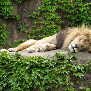 Lion House - African Lion Exhibit
