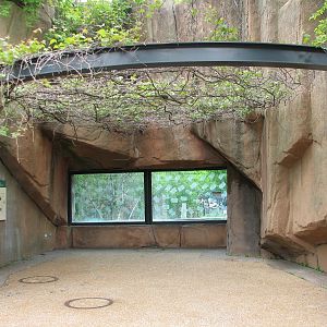 Lion House - Amur Tiger Outdoor Viewing Area