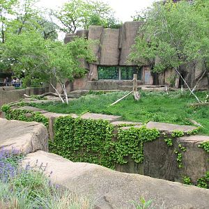 Lion House - Amur Tiger Exhibit