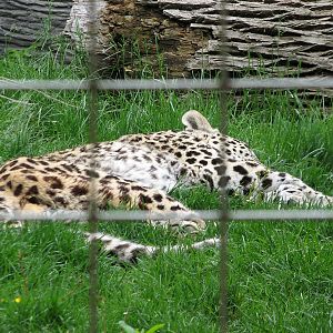 Lion House - Afghan Leopard Exhibit