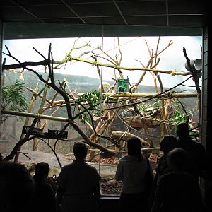 Primate House - Pied Tamarin Exhibit