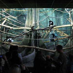 Primate House - Black-and-White Colobus and Allens Swamp Monkeys Exhibit