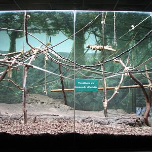 Primate House - White-cheeked Gibbon Exhibit - Indoor Part