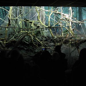 Primate House - Bolivian Gray Titi Monkey Exhibit